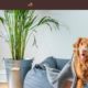Divi Pets Grooming (Divi Cake)