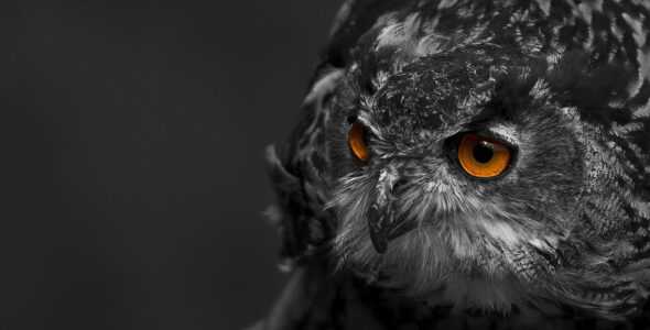 REALIZER (FUJI PRODUCTION)