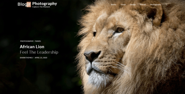 BlogJr Photography (Shark Themes)