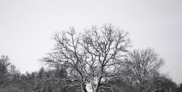 Winter Solstice (WordPress)